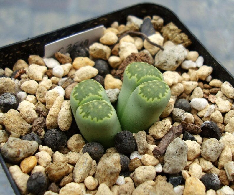 Living rocks succulents Lithops salicola 18 seeds
