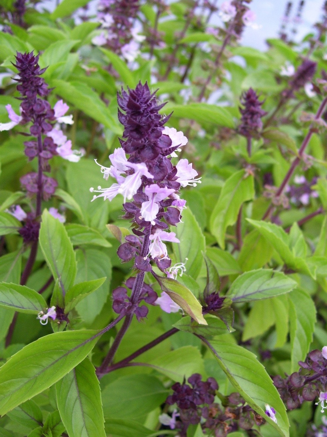 Cinnamon basil 30 seeds Ocimum basilicum Mexican basil Etsy
