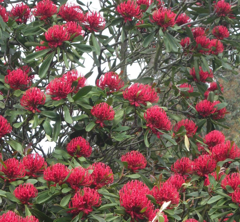 Tasmanian waratah 2 seeds Telopea truncata Etsy
