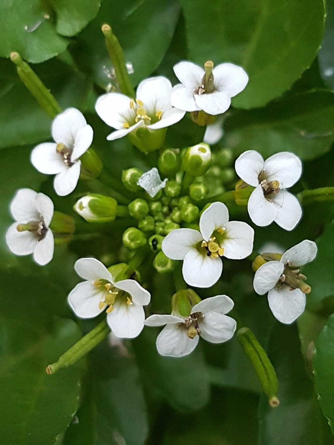 Watercress 100 seeds Nasturtium officinale Yellowcress Etsy