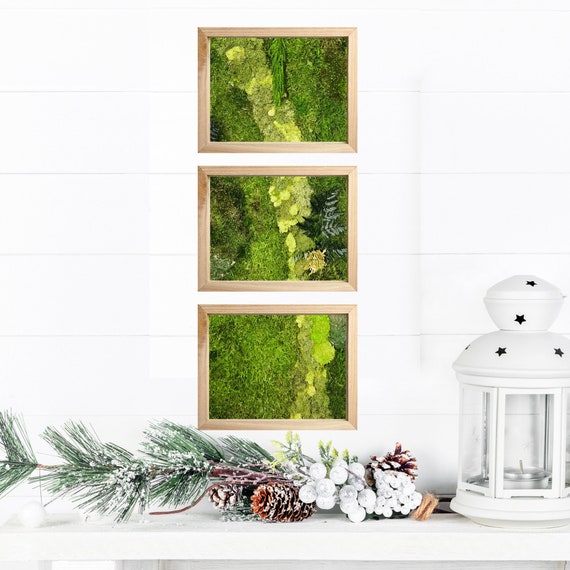 Small moss art gift, Miniature moss decor, Tiny moss wall art, Botanical gift, frame nature-inspired, idea for nature and plant enthusiasts