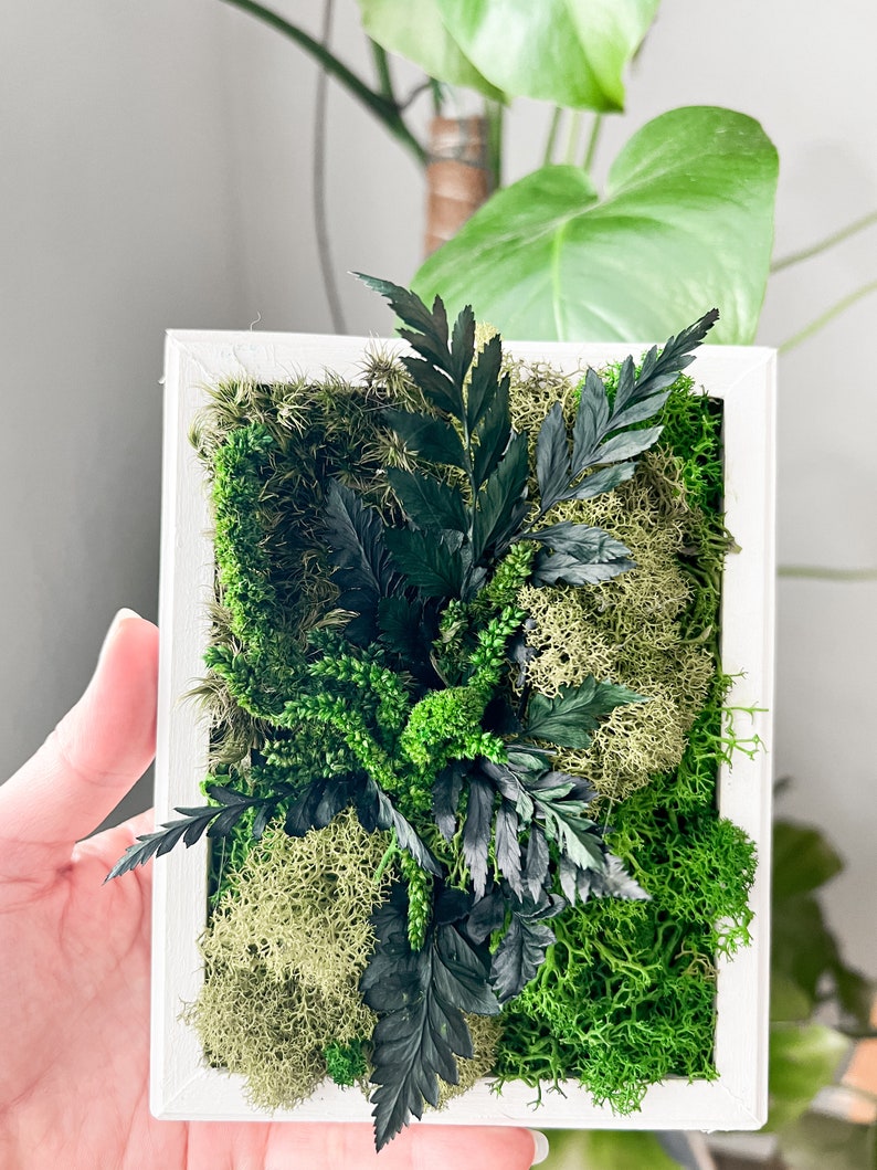 May include: A framed moss wall art piece with a white frame and a variety of green and black moss and ferns.