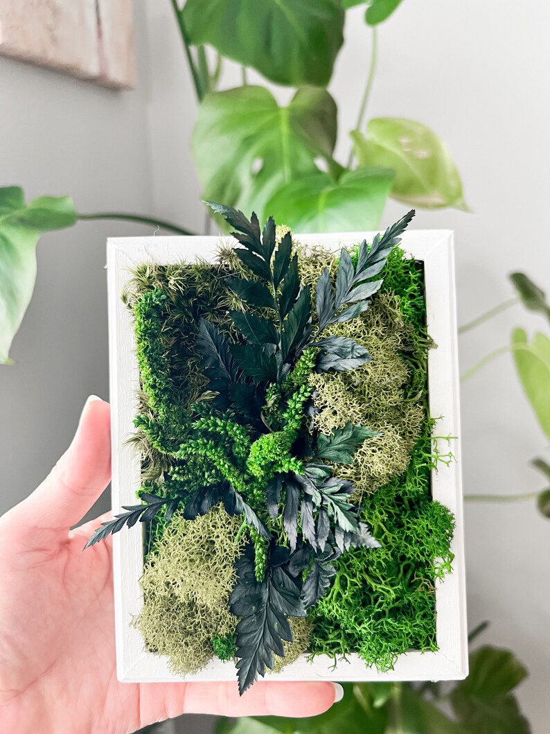 May include: A white framed square wall art piece with a variety of green moss and ferns.