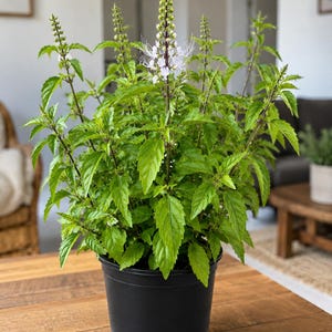 Cat Whiskers Plant Live – Orthosiphon Aristatus –6 inch pot– Pollinator Friendly Tropical Flowering Plant – Java Tea OVER STOCK SALE