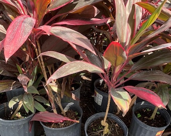 Vibrant Cordyline fruticosa (Ti Plant) - Colorful Foliage | Easy Care Tropical Plant Large Size