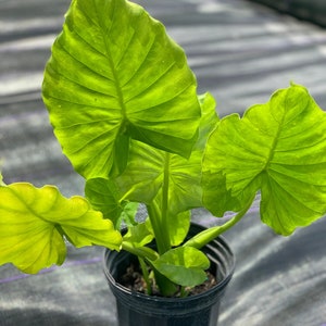Upright Alocasia, Elephant Ears / California Alocasia odora / Medium Size Plant/ Colocasia California