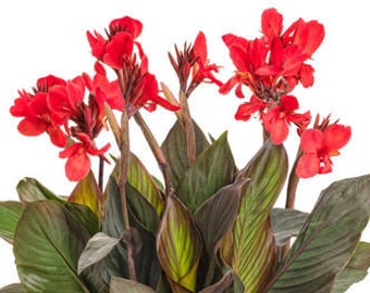 Scarlet Red Canna Lily-Rhizome Live Plant, Houseplant