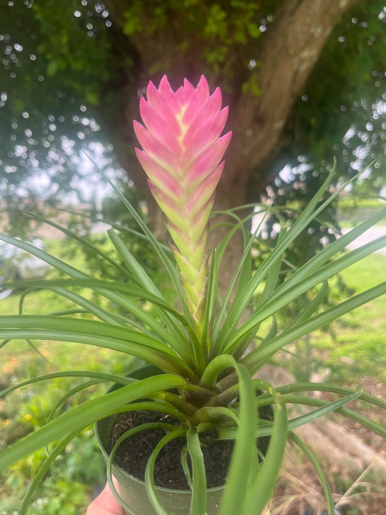 Pink Quill Bromeliad: Tillandsia Cyanea Air Plant - Thumbnail 3