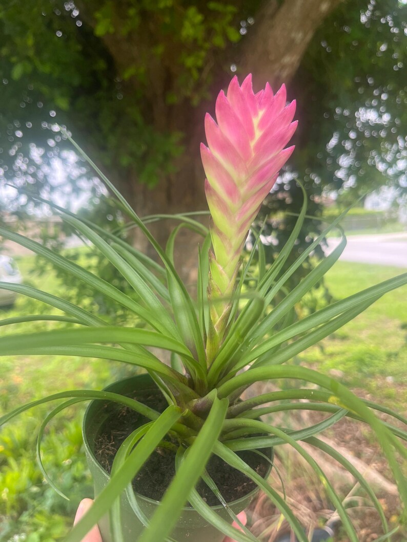 Pink Quill Bromeliad: Tillandsia Cyanea Air Plant