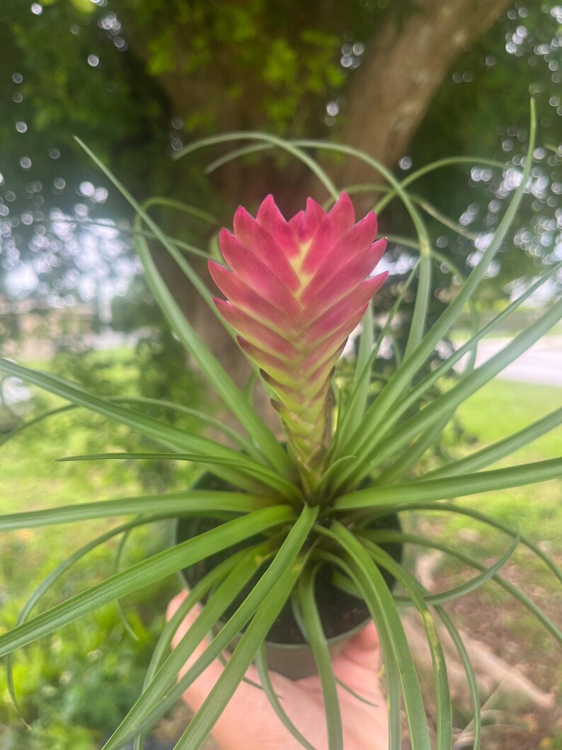 Pink Quill Bromeliad: Tillandsia Cyanea Air Plant - Thumbnail 4