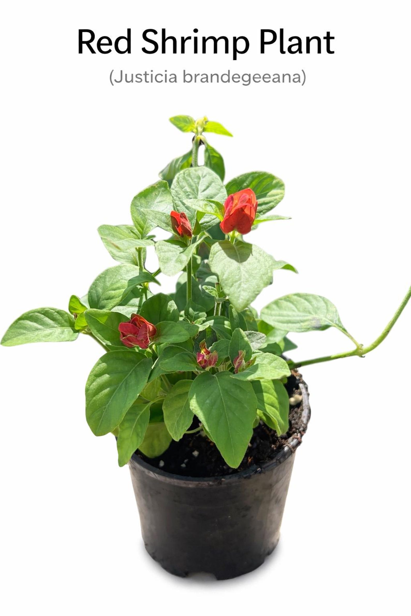 Red Shrimp Plant (justicia Brandegeeana): Hummingbird Butterfly ...