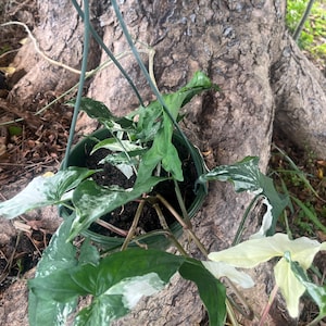 Syngonium Albo Variegated – Seltene Pfeilspitze | Lebende Pflanze in 6 &quot;Korb | Bunte Syngonium Zimmerpflanze