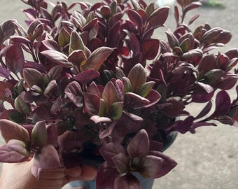 Alternanthera ‘Purple Prince’ – Vibrant Purple Foliage Plant