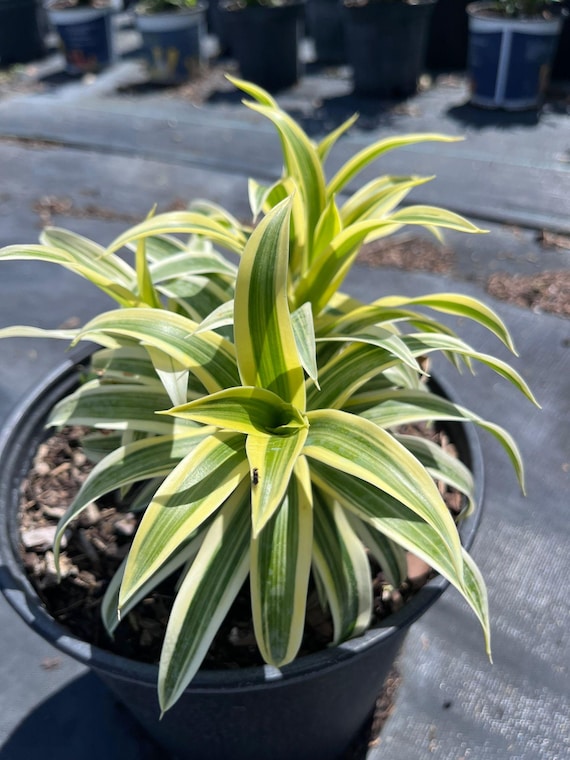 Live Lemon Lime Dracaena Fragrans: Vibrant Houseplant - Etsy