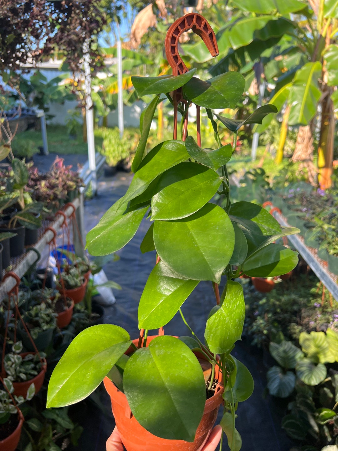 Hoya Australis Hanging Basket | White Flower Hoya Plant | Easy Care  Trailing Houseplant | Live Indoor Plant - Etsy