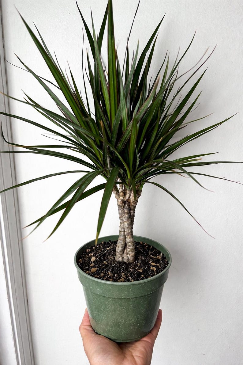 Dracaena Marginata Live Plant - Thumbnail 2