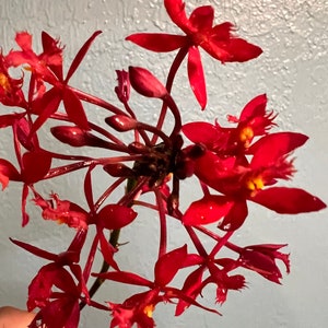 Orchid Epidendrum Radicans Fire Star Orchid-Five Star-Houseplant Mothers Day Spring Easter-blooming plant Red Scarlet image 1