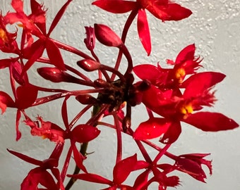Orchid Epidendrum Radicans - Fire Star Orchid-Five Star-Houseplant- Mother’s Day- Spring - Easter-blooming plant- Red Scarlet