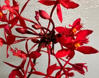 Vibrant Orchid Epidendrum Radicans – Easy to Grow, Stunning Blooms, For Indoor and Outdoor Gardens - Fire Star Orchid Houseplant- Scarlet