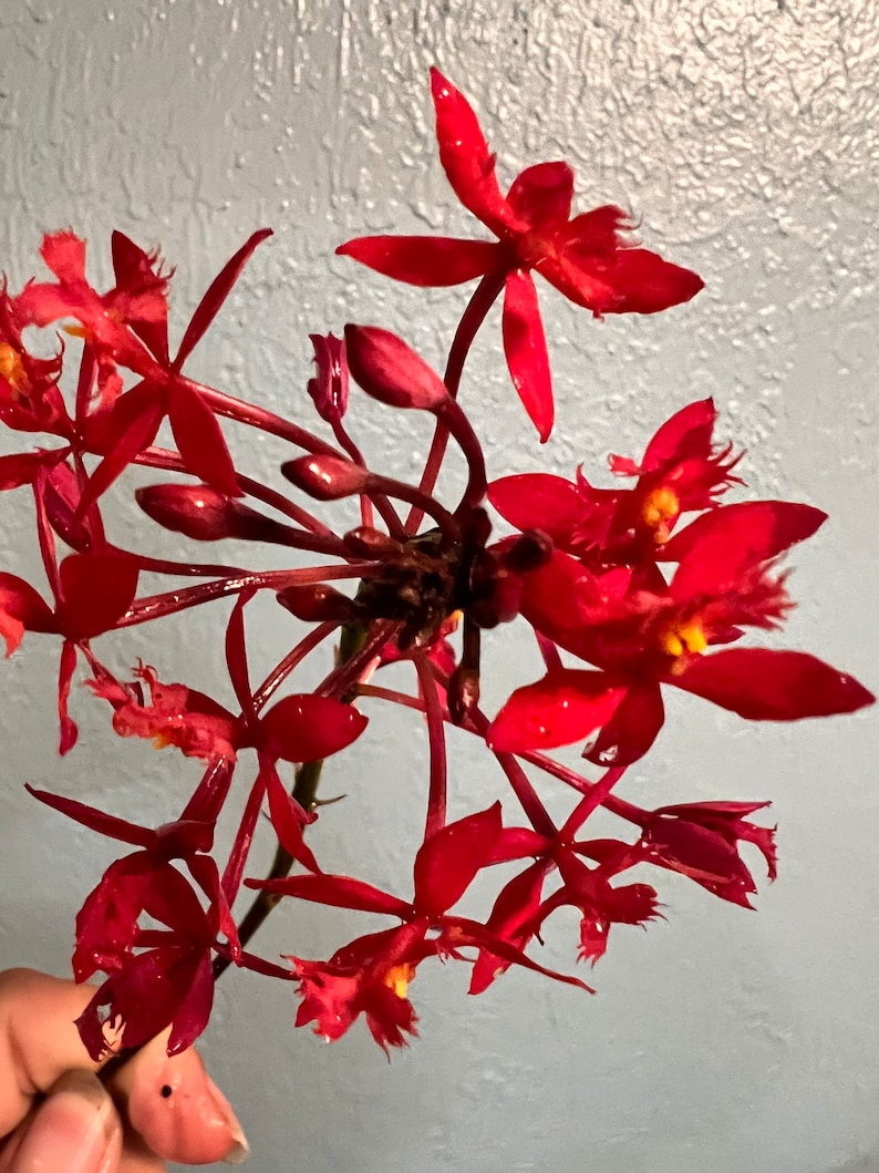 Orchid Epidendrum Radicans Fire Star Orchid-Five Star-Houseplant Mothers Day Spring Easter-blooming plant Red Scarlet image 1