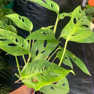 Exotic Monstera Adansonii – Swiss Cheese Plant with Unique Perforated Leaves