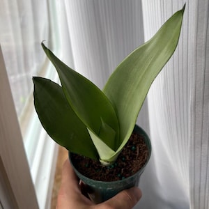 K&ouml;nnte beinhalten: Eine Topf-Sansevieria mit langen, aufrechten, gr&uuml;nen Bl&auml;ttern. Die Bl&auml;tter haben eine glatte Textur und eine leichte Kr&uuml;mmung. Der Topf ist dunkelgr&uuml;n und mit Erde gef&uuml;llt. Die Pflanze wird in einer Hand gehalten.