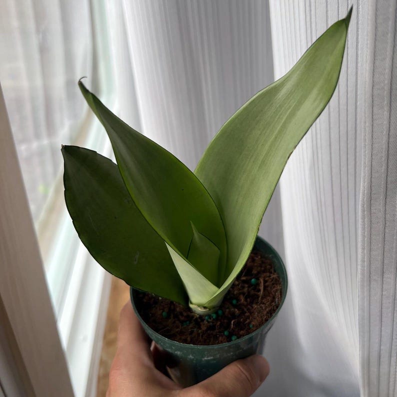 K&ouml;nnte beinhalten: Eine Topf-Sansevieria mit langen, aufrechten, gr&uuml;nen Bl&auml;ttern. Die Bl&auml;tter haben eine glatte Textur und eine leichte Kr&uuml;mmung. Der Topf ist dunkelgr&uuml;n und mit Erde gef&uuml;llt. Die Pflanze wird in einer Hand gehalten.