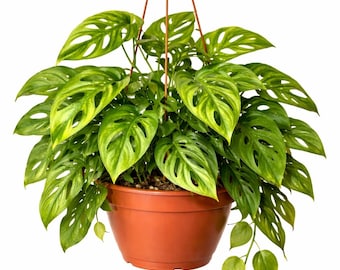 kirschlorbeer caucasica günstig kaufen Kaukasischer Kirschlorbeer kaufen | Prunus laurocerasus 'Caucasica' main image 1