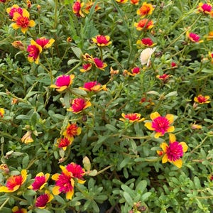 May include: A close-up of a patch of vibrant yellow and pink flowers with green leaves. The flowers are in full bloom and create a colorful display.