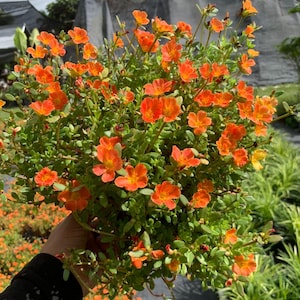 May include: A close-up of a potted plant with bright orange flowers. The plant has many small, delicate flowers and green leaves.
