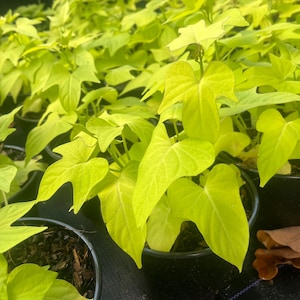 May include: Bright chartreuse sweet potato vine plants in black pots. The heart-shaped leaves are a vibrant green, creating a lush, full appearance. The plants are in various stages of growth, with some leaves larger than others.