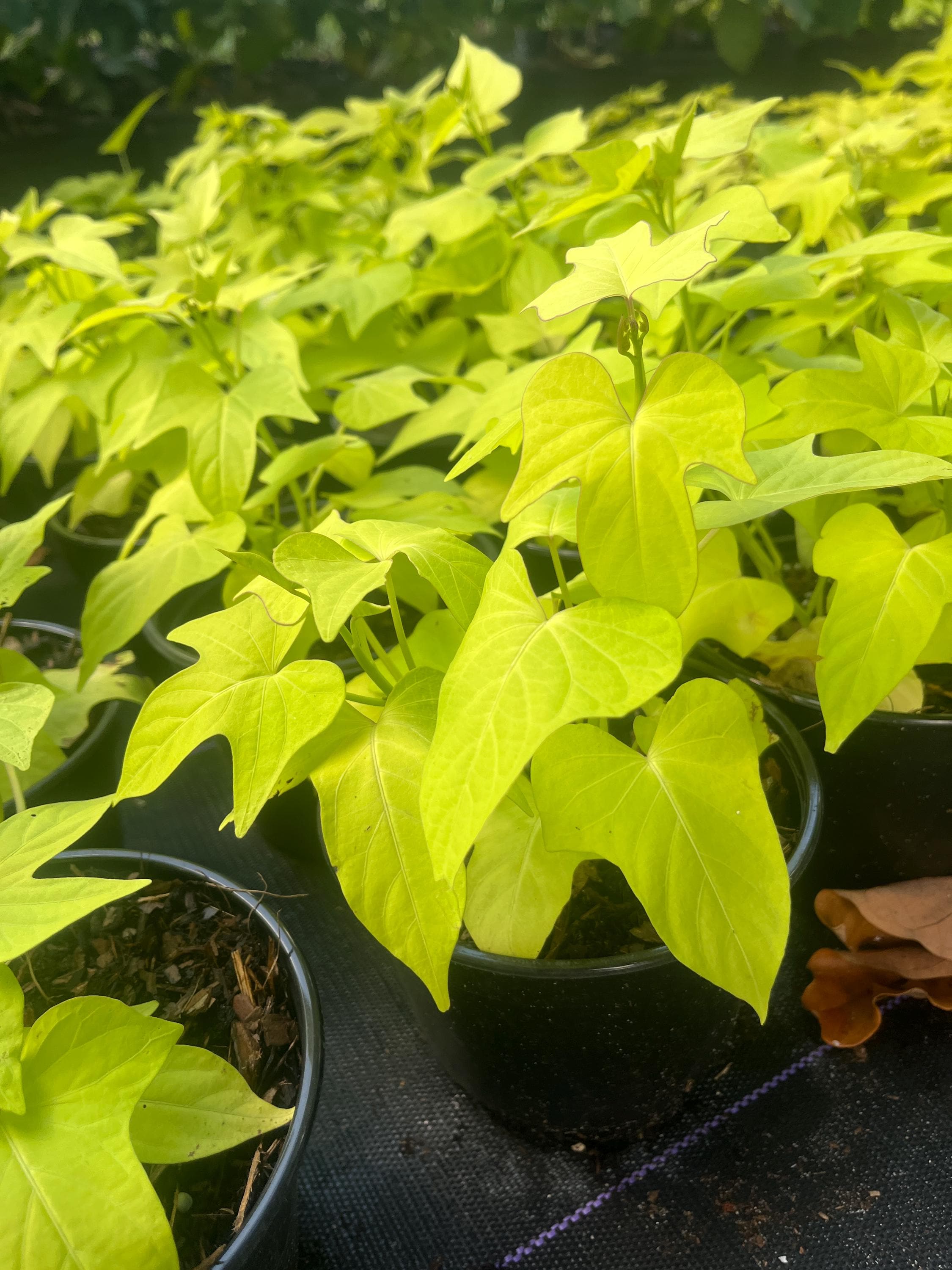 Sweet Potato Vine 'margarita': Live Plant, Chartreuse Foliage Yellow - Etsy