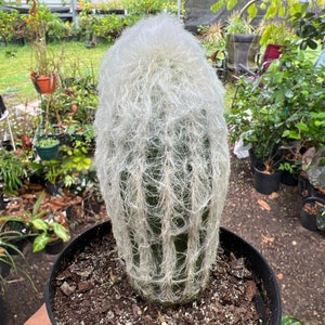 Espostoa melanostele Peruvian Old Lady Cactus Large 4in image 4