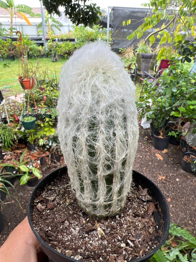 Espostoa melanostele Peruvian Old Lady Cactus Large 4in image 4