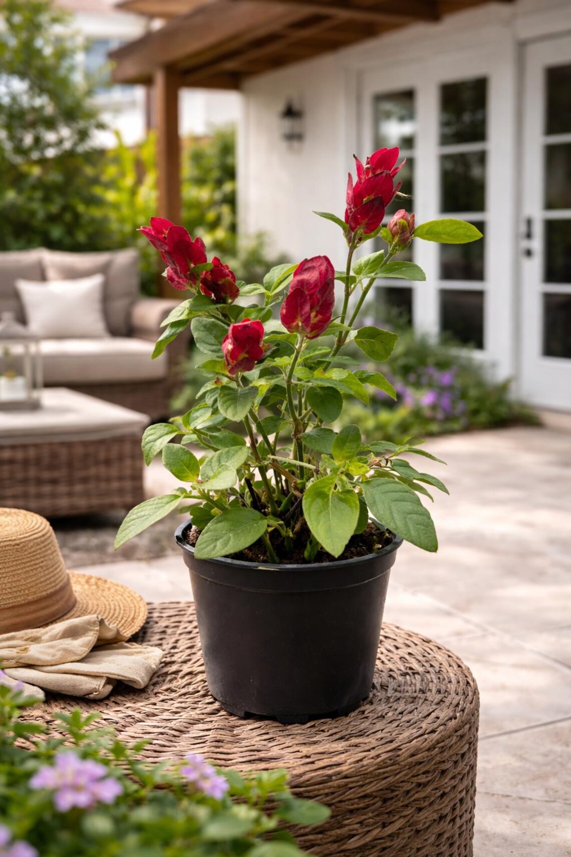 Red Shrimp Plant (justicia Brandegeeana): Hummingbird Butterfly ...