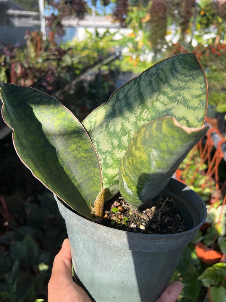 Whale Fin Sansevieria Plant - Dracaena Masoniana