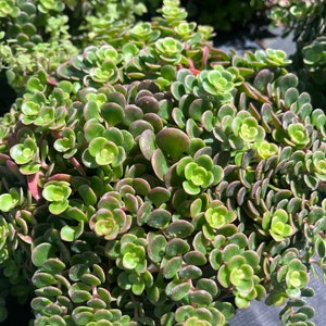May include: A close-up of a green succulent plant with small, round leaves. The leaves have a reddish hue around the edges, giving the plant a unique and vibrant appearance.