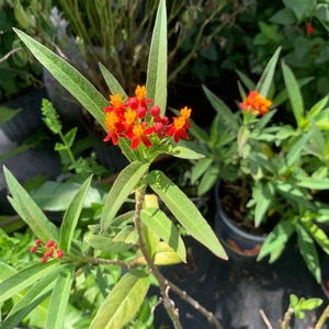 May include: Close-up of a plant with vibrant orange and red flowers. The flowers are clustered together, surrounded by long, green leaves. The plant is in a pot, with other plants visible in the background.