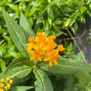 May include: Close-up of vibrant orange flowers with five petals each, clustered together. The flowers are surrounded by green leaves with visible veins. The background is filled with more green foliage, creating a natural, botanical scene.