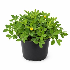 Lush Ornamental Peanut Grass: Erosion Control Ground Cover Large Full Grown Live Plant 6 inch pot size Full Sun-Lawn Alternative