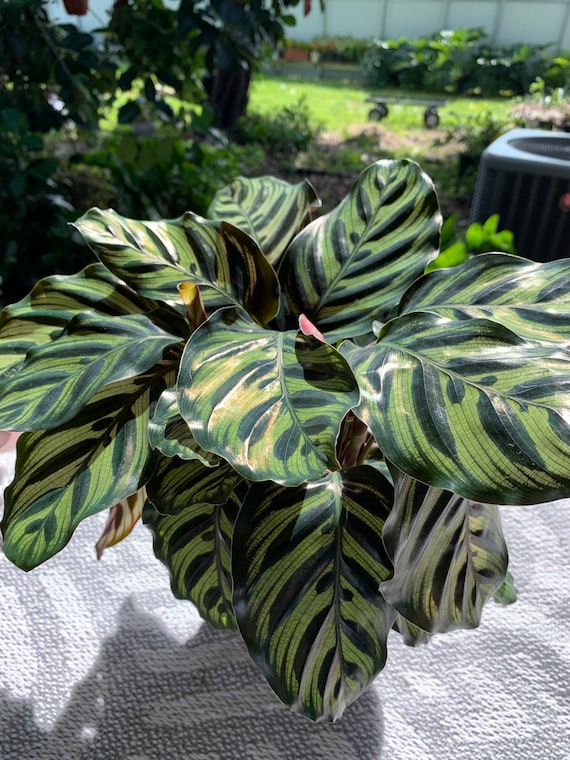 TropicalPlants.com Peacock Plant - Cathedral Windows (Calathea Makoyana) Live Plant in 6 in. Growers Pot