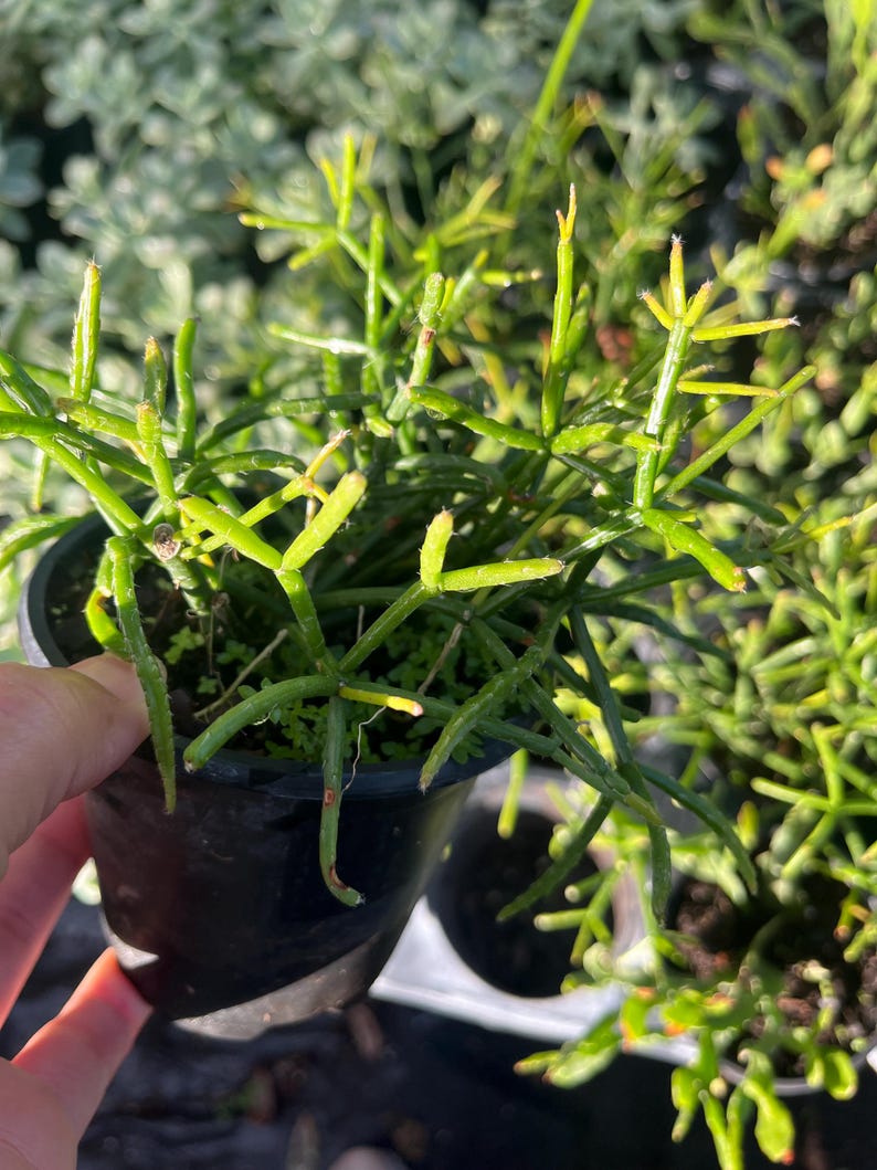 Hatiora salicornioides Dancing Bones Cactus - Thumbnail 5