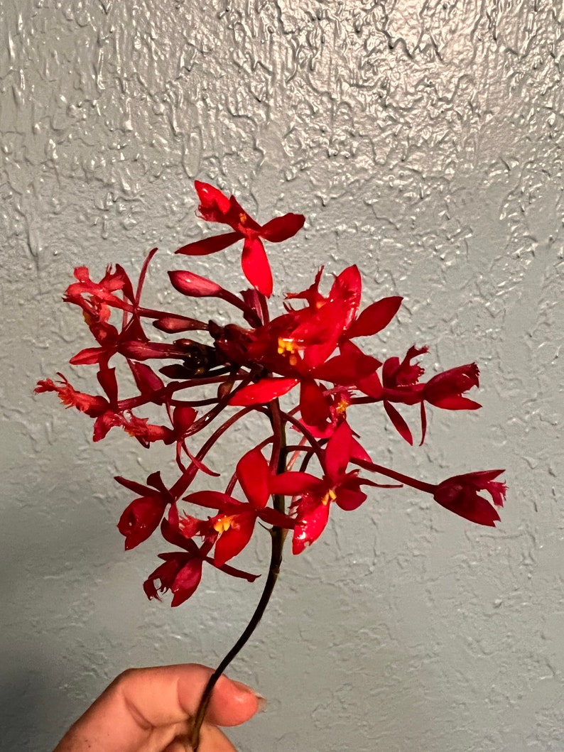 Orchid Epidendrum Radicans Fire Star Orchid-Five Star-Houseplant Mothers Day Spring Easter-blooming plant Red Scarlet image 6
