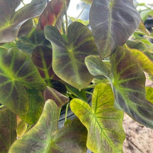 pothos food Pothos Plant Food 8oz
