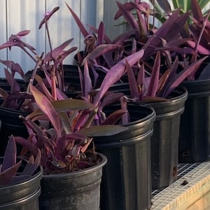 Purple Queen, Purple Heart, Tradescantia, Spiderwort, Live Plant