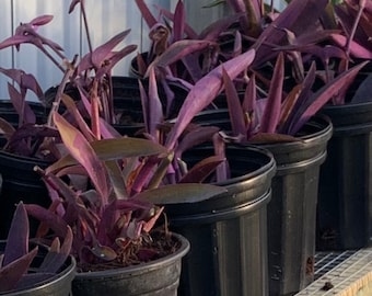 dracaena massangea Dracaena Massangeana Stump (8 Inch) – Westbrae Nursery