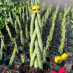 Braided Sansevieria Cylindrica - Low Maintenance Indoor Plant in Pot