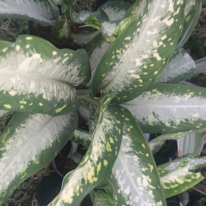 Dieffenbachia Panther Rare hybrid- LARGE Plant Variegated Camouflage-Spring Snow- Red Siam Plant, Siam Aurora, Aglaonema Firecracker