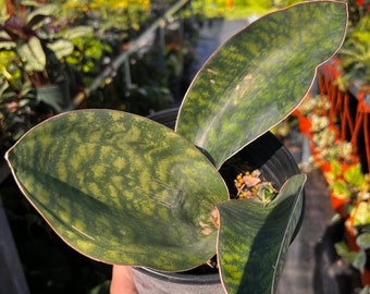 Whale’s fin Sansevieria- Dracaena masoniana, snake plant - 6 in pot Large