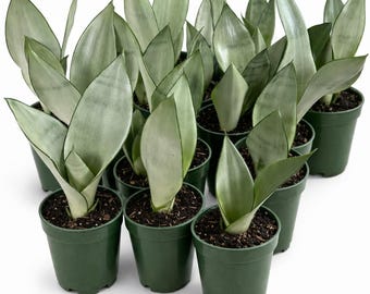 Moonshine Snake Plant – Rare Silvery Green Sansevieria | Easy Care Indoor Houseplant | Air Purifying & Low Light Succulent Plant Gift